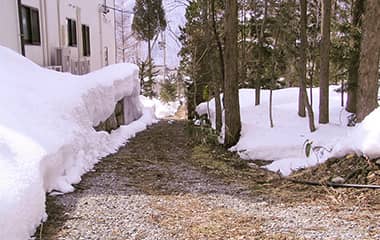 白樺林の中にある温泉の道